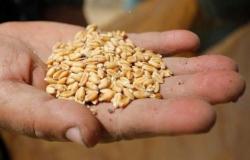 La soja cae mientras que el maíz y el trigo avanzan antes del informe de oferta y demanda del USDA