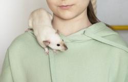 La Academia de Medicina advierte sobre los riesgos de las nuevas mascotas para los niños pequeños