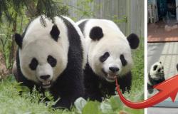 Este zoológico hace pasar perros por pandas y genera polémica