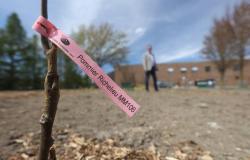 Un bosque nutritivo echa raíces en un entorno escolar