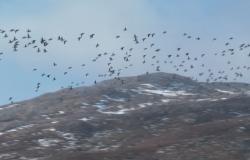 Día Internacional de las Aves Migratorias: ¿qué especies están en declive en San Pedro y Miquelón?