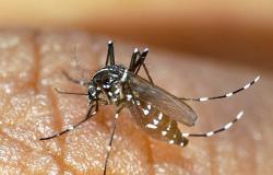 Te explicamos lo que está poniendo en marcha la ciudad de Montauban para luchar contra el mosquito tigre