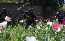 En Afganistán, nuevos enfrentamientos vinculados a la erradicación de la amapola
