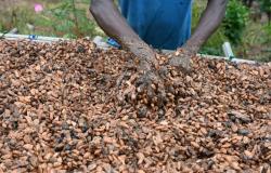 Mercado: Después de dispararse, los precios del cacao sufren una caída brutal