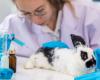 Día Mundial del Animal de Laboratorio: 24 de abril de 2024