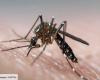 Dengue: el número de casos en Francia se dispara a medida que se acercan los Juegos Olímpicos