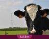 Virus H5N1 en la leche de vaca: los investigadores señalan “una nueva etapa en la propagación del virus a los mamíferos