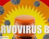 Cinco bebés muertos en 2024, alerta sobre la epidemia de parvovirus B19 en Francia