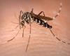 Dengue: la explosión de casos importados en Francia preocupa antes de los Juegos Olímpicos