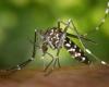 ARS – La epidemia de dengue se acelera