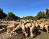 Réquista. “La industria ovina es una industria pequeña, pero pesa mucho”, Francia Brebis Laitière hace sonar la alarma en Aveyron