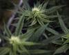Manitoba quiere levantar la prohibición del cultivo casero de cannabis
