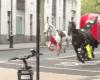 Reino Unido: caballos a la carrera en el centro de Londres