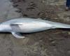 Delfín asesinado a balazos: las autoridades estadounidenses ofrecen 20.000 dólares para identificar al responsable