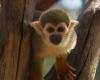 “Todavía tienen mucho miedo”: ¿qué pasa con los monos ardilla robados de un zoológico del Var?