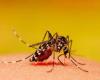 Historial alarmante de casos de dengue en Francia antes de los Juegos Olímpicos: lo que hay que saber