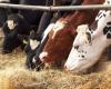 Rastros del virus H5N1 encontrados en leche de vaca pasteurizada.