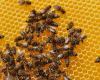 La Gruyère | Miel: en 2022, las abejas de Friburgo fueron las más productivas
