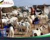 Necesidades de ovejas para Eid-el-Kébir: estimación de 20.000 cabezas en la región de Ziguinchor