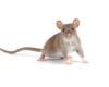 Se crean cerebros híbridos con células de rata y ratón