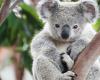 Necesidad urgente de remediar las lagunas legales en la tala dentro del parque nacional de koalas propuesto – Griffith News