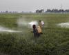 Un estudio de la UdeS revela que los pesticidas son dañinos incluso en bajas concentraciones