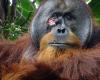 Un orangután herido hace una venda con plantas medicinales, la primera vez