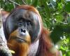 Un orangután observado haciendo una venda con plantas – Libération