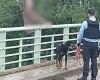 Amenaza con saltar desde un puente sobre la A9, la policía lo salva gracias a su perro