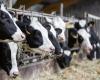 ¿Por qué la gripe aviar está afectando a las vacas en los Estados Unidos?