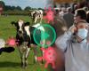 Por qué la propagación de la gripe aviar en las vacas podría amenazar a los humanos