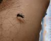 Mosquito tigre y contaminación: el ARS Auvergne-Rhône-Alpes advierte de un inicio de temporada arriesgado