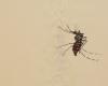 Mosquito tigre: un jubilado del Gers sin soluciones ante la proliferación de la plaga en los terrenos vecinos