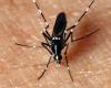 Lucha contra el mosquito tigre: vigilancia y acción en Borgoña-Franco Condado