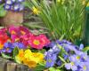 Estas 12 flores para sembrar en mayo embellecerán tu jardín hasta noviembre de 2024