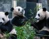PARA VER | ¿Panda o perro? El zoológico admite haber intentado engañar a los visitantes
