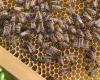 “las abejas tienen su trabajo que hacer y no nos cuidan”