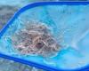 Tráfico internacional de anguilas: el DIC desmantela la red senegalesa