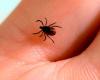 4 formas de protegerte de la enfermedad de Lyme