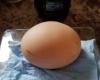 Una gallina pone un huevo que pesa 152 gramos.