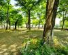 Ginebra quiere plantar 150.000 árboles en quince años