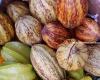 Colapso de los precios mundiales del cacao: los productores locales del Beni muy afectados