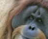 Para vender su aceite de palma, Malasia intenta la “diplomacia del orangután”
