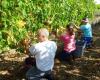 Charente busca 400 temporeros para trabajar en los viñedos en junio