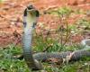 Níger: el país tendrá que acoger muchas serpientes venenosas debido a…