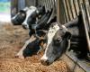 Por qué pronto se reanudará la enfermedad que afecta al ganado