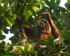 Malasia quiere probar la “diplomacia orangután” – 08/05/2024 a las 16:01