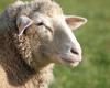 VIDEO. Niños maltratan a una oveja hasta matarla: los adultos presentes no intervienen y filman la escena