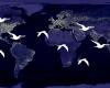 Día de las Aves Migratorias: rico programa de la DGF