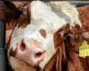 Lo que sabemos sobre la propagación del virus H5N1 entre las vacas en los Estados Unidos.